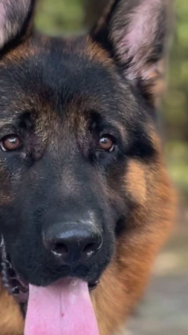 Post 1 by Canine Extreme | German Shepherds on Instagram (video)
