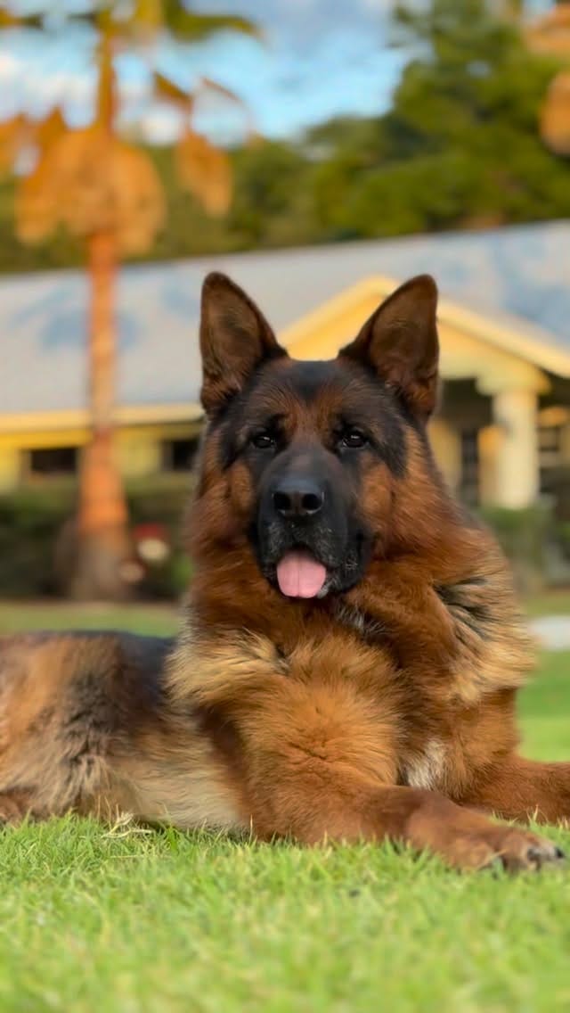 Post 3 by Canine Extreme | German Shepherds on Instagram (video)