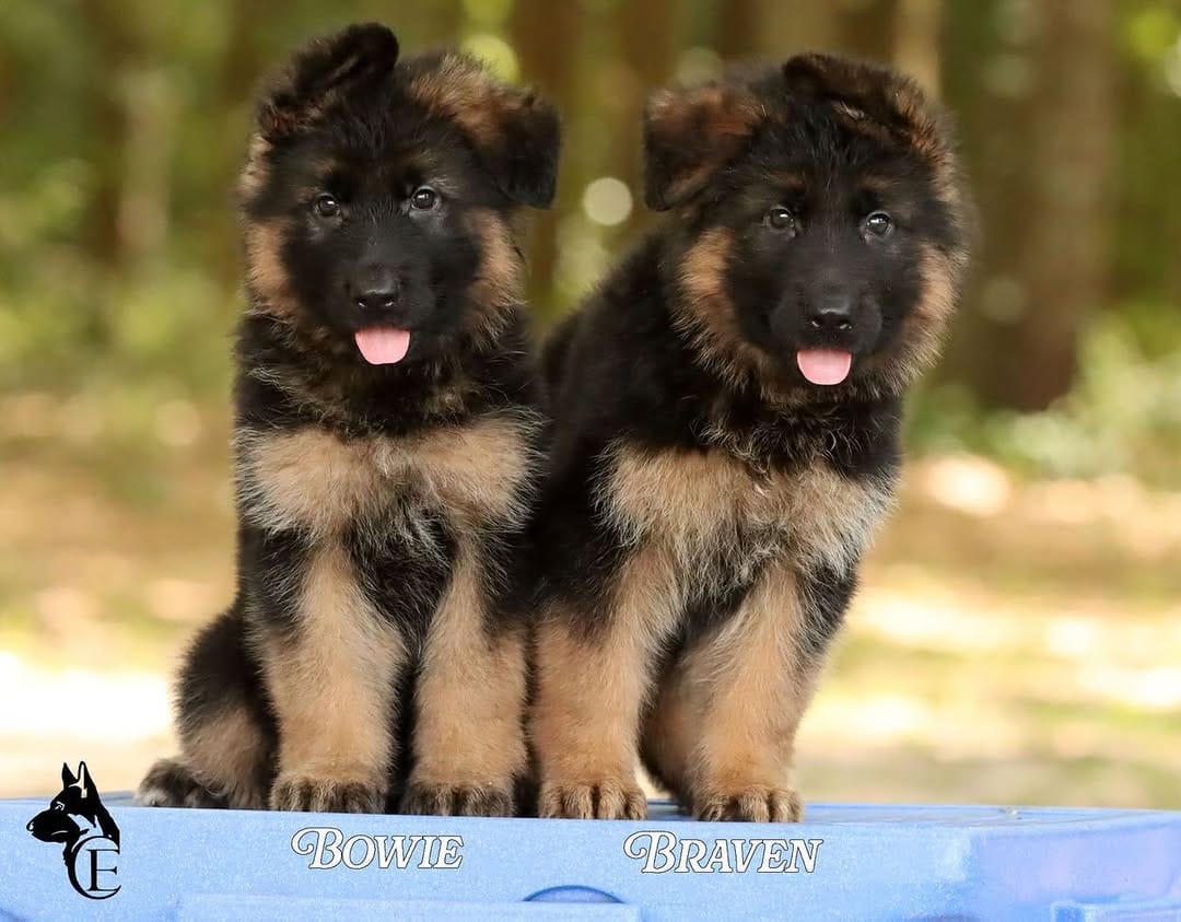 Post 2 by Canine Extreme | German Shepherds on Instagram (carousel)