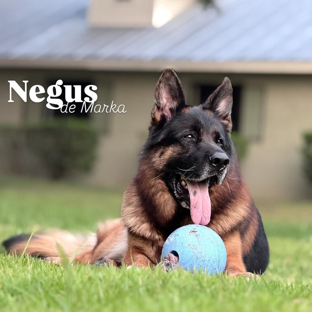 Post 6 by Canine Extreme | German Shepherds on Instagram (image)