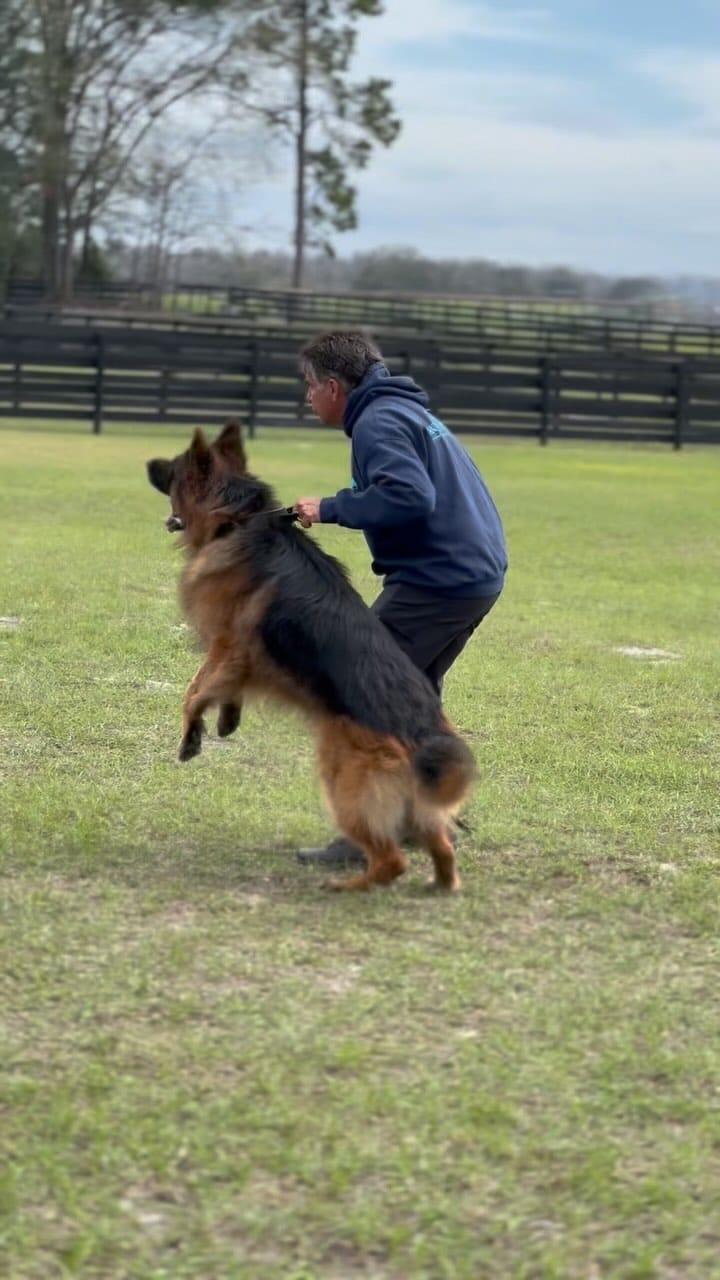 Post 8 by Canine Extreme | German Shepherds on Instagram (video)