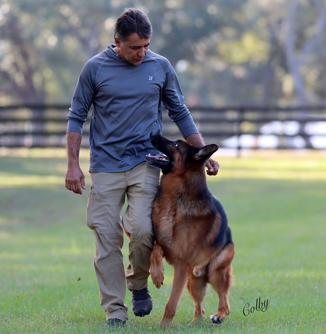 Post 10 by Canine Extreme | German Shepherds on Instagram (image)