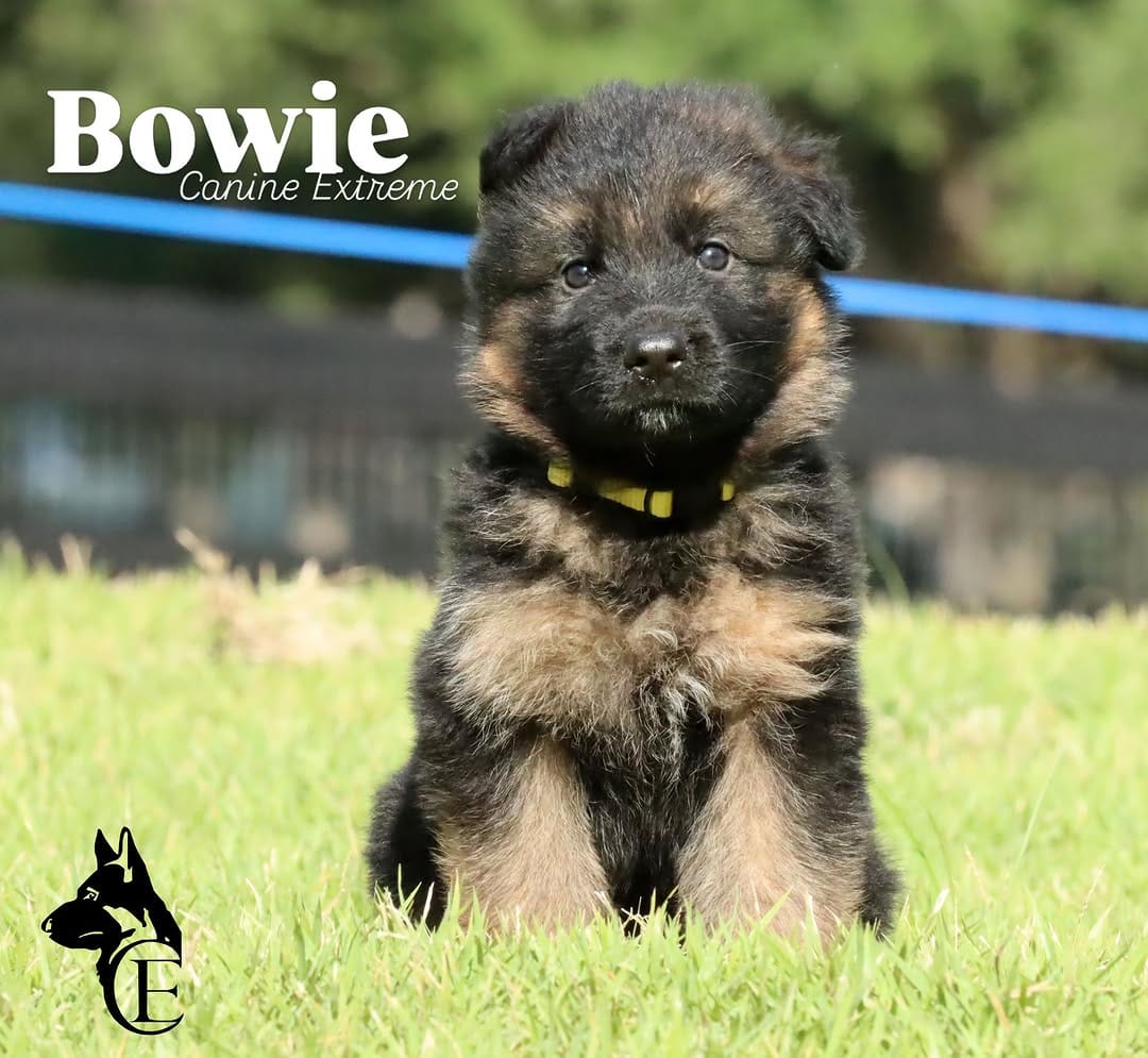 Post 4 by Canine Extreme | German Shepherds on Instagram (carousel)