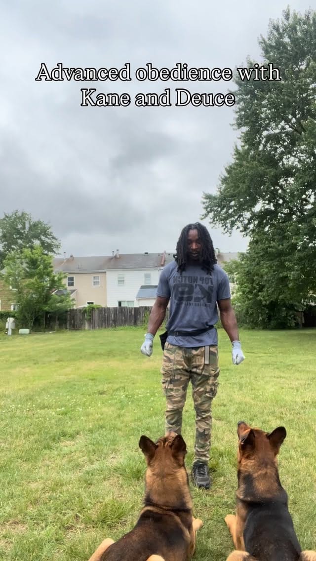Post 1 by The Dog Father🦮🌟 on Instagram (video)
