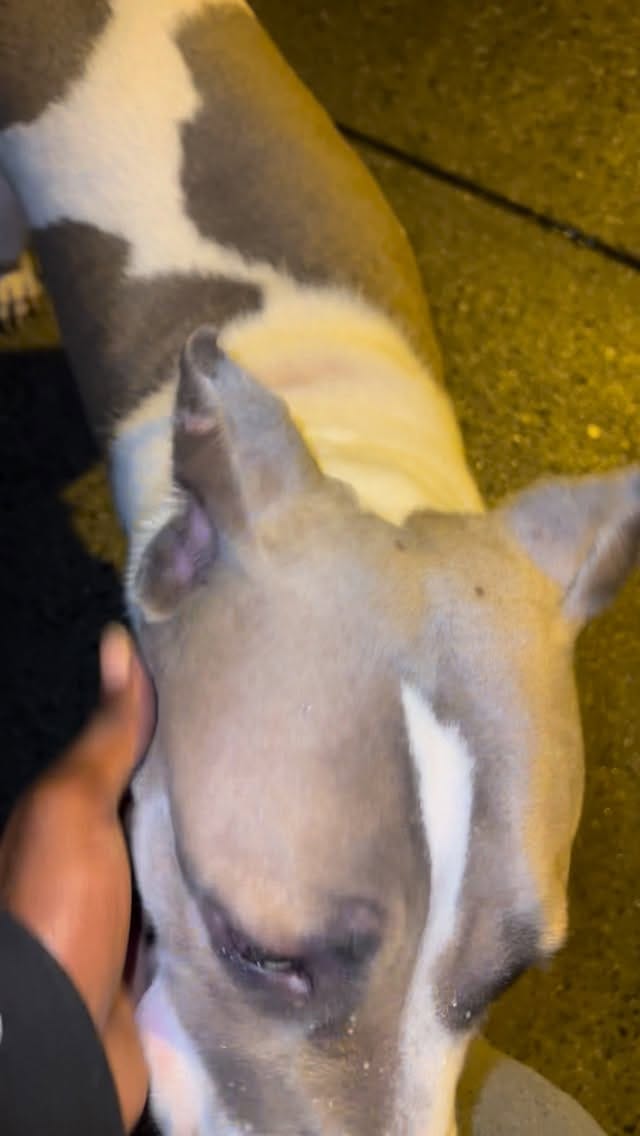 Post 6 by The Dog Father🦮🌟 on Instagram (video)