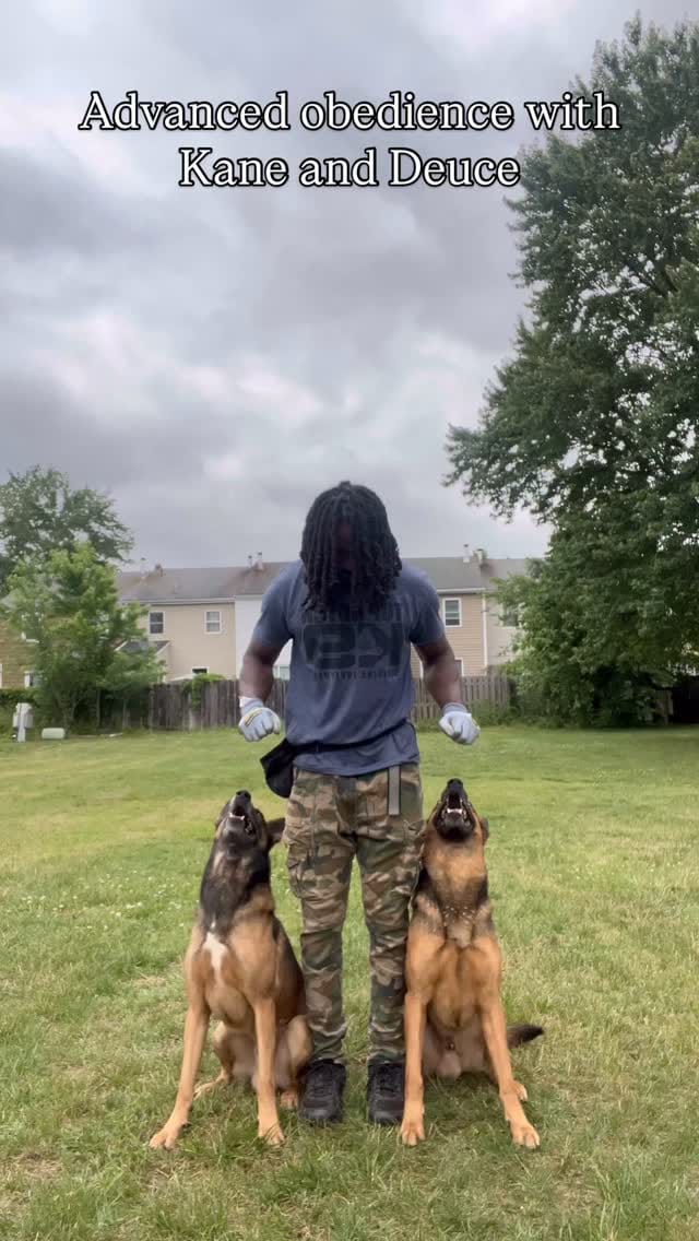 Post 2 by The Dog Father🦮🌟 on Instagram (video)
