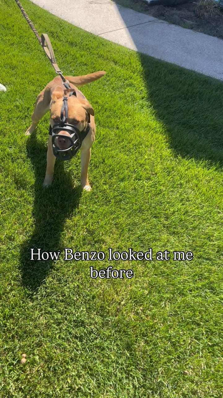 Post 5 by The Dog Father🦮🌟 on Instagram (video)