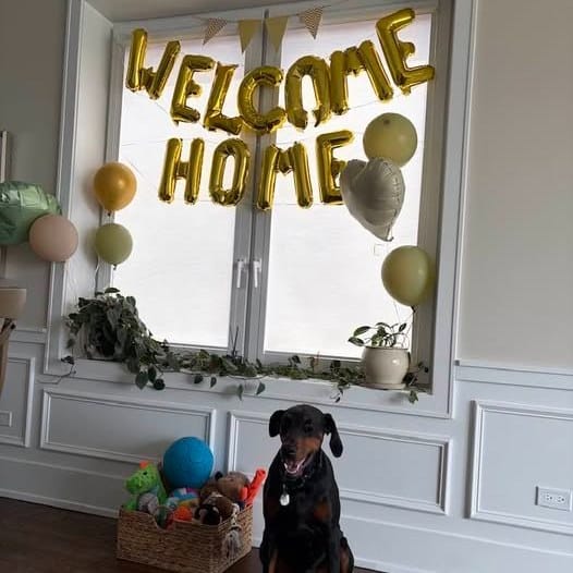 Post 3 by Illinois Doberman Rescue Plus on Instagram (image)