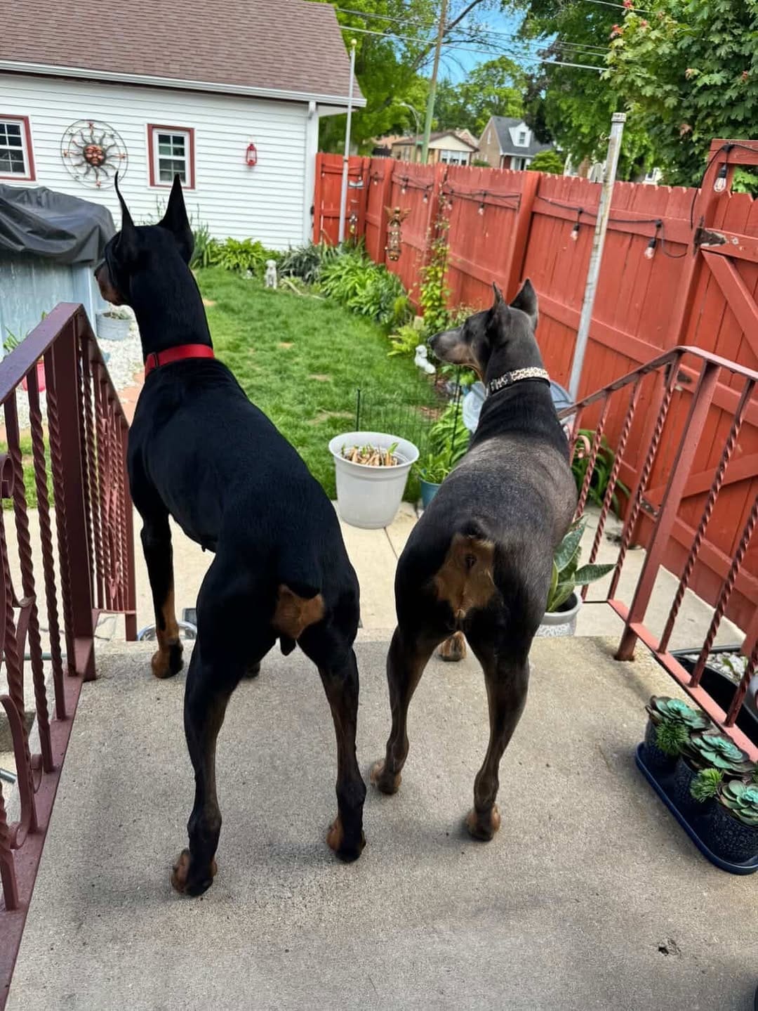 Post 2 by Illinois Doberman Rescue Plus on Instagram (carousel)