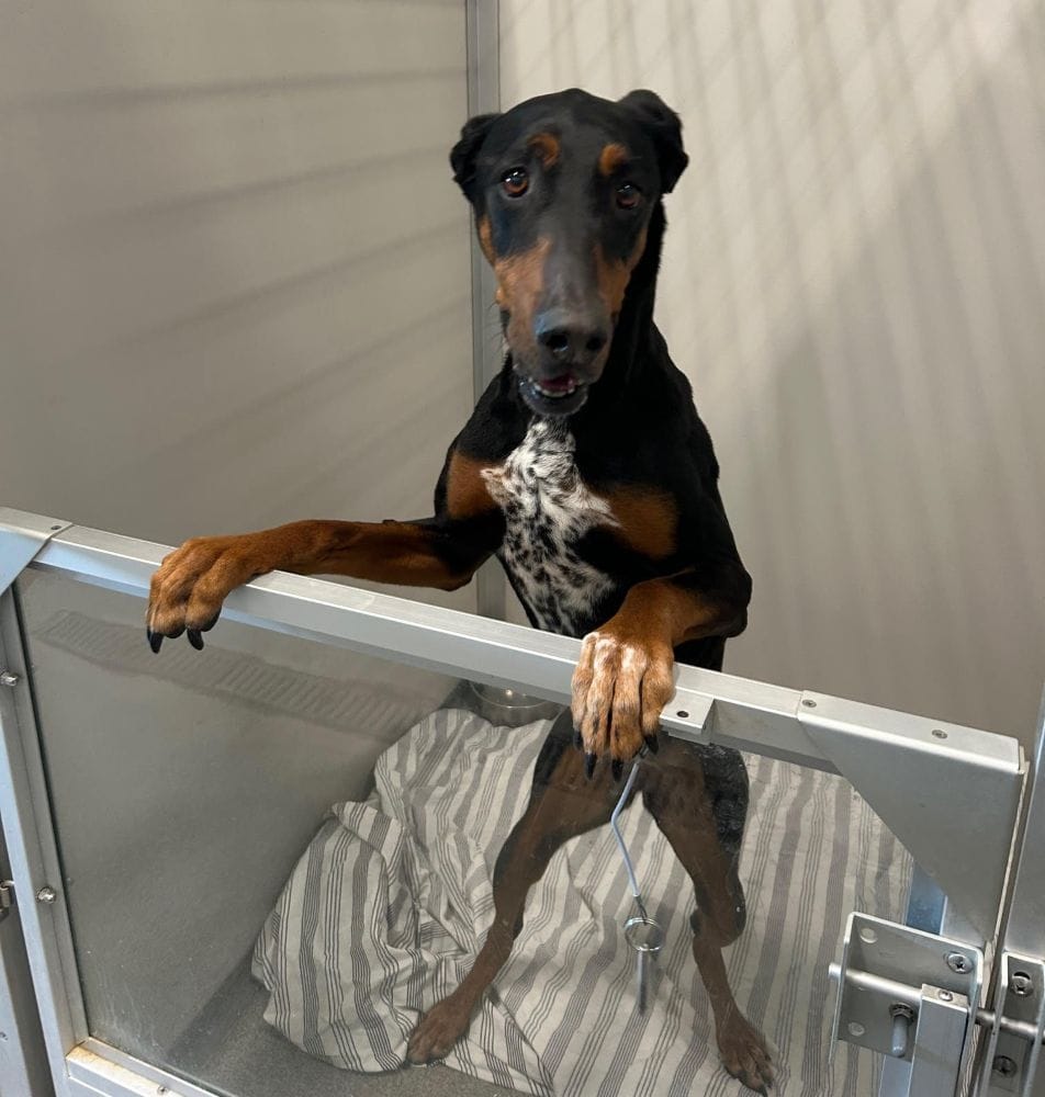 Post 9 by Illinois Doberman Rescue Plus on Instagram (carousel)