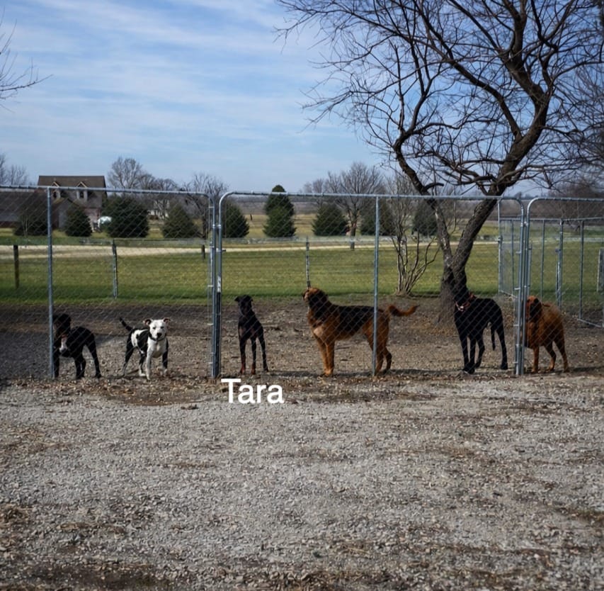 Post 5 by Illinois Doberman Rescue Plus on Instagram (carousel)