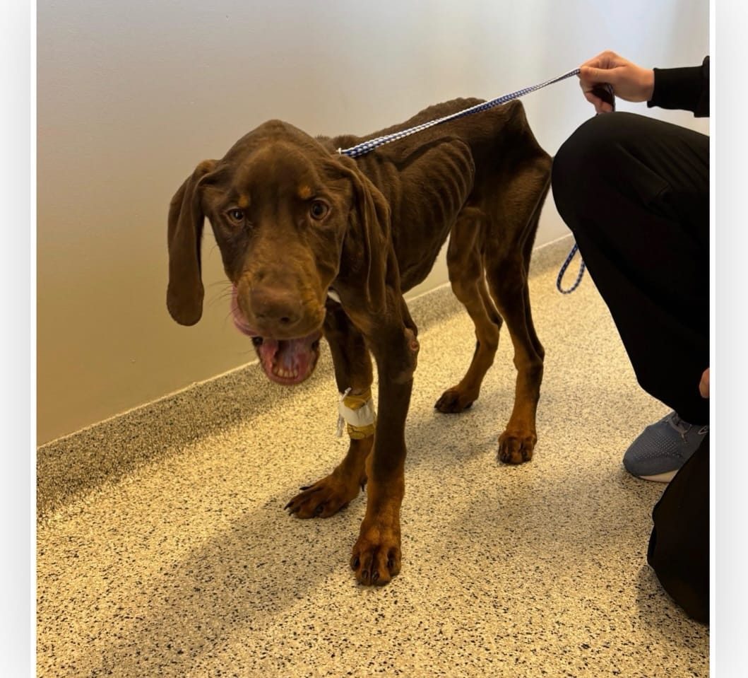 Post 10 by Illinois Doberman Rescue Plus on Instagram (carousel)