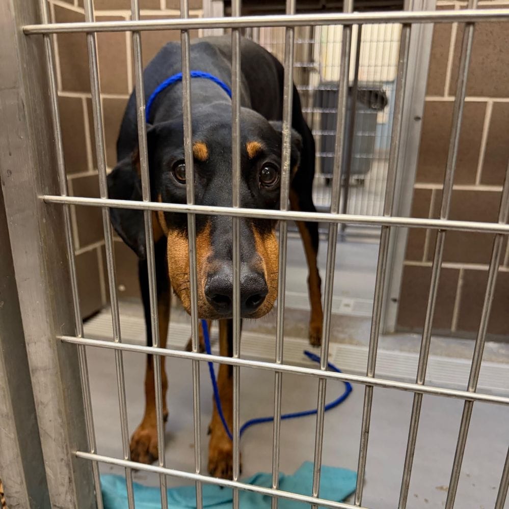 Post 7 by Illinois Doberman Rescue Plus on Instagram (image)