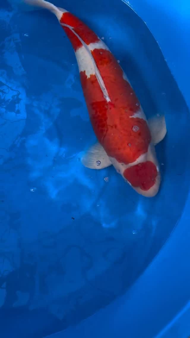 Post 4 by Fitz's Fish Ponds on Instagram (video)