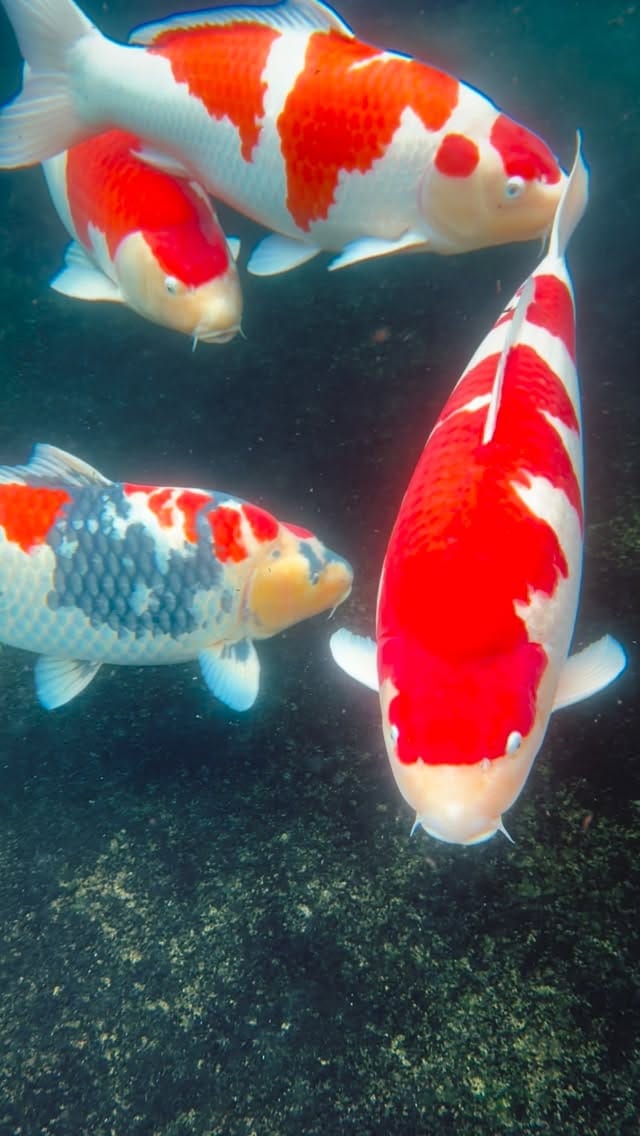 Post 3 by Fitz's Fish Ponds on Instagram (video)