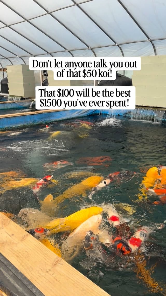 Post 1 by Fitz's Fish Ponds on Instagram (video)