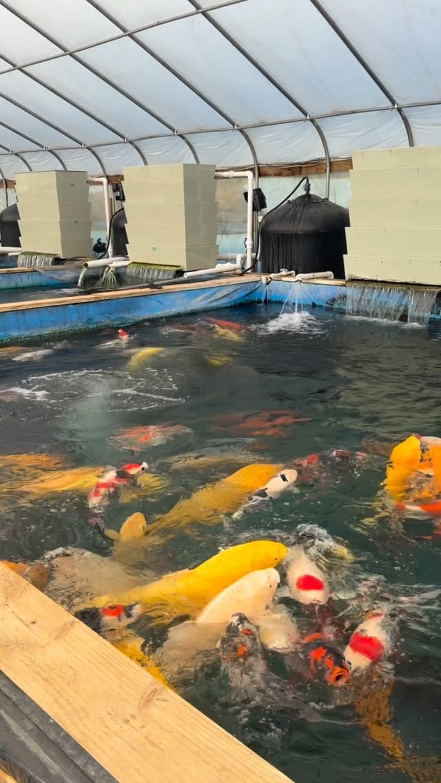 Post 10 by Fitz's Fish Ponds on Instagram (video)