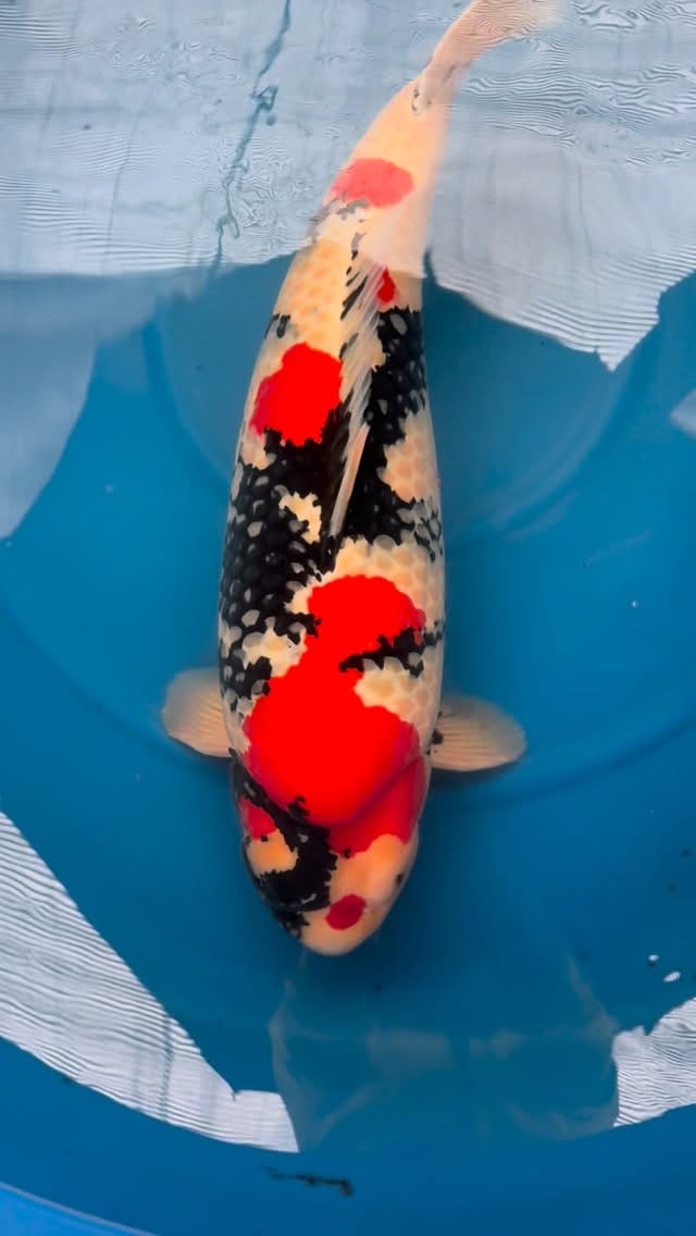 Post 2 by Fitz's Fish Ponds on Instagram (video)