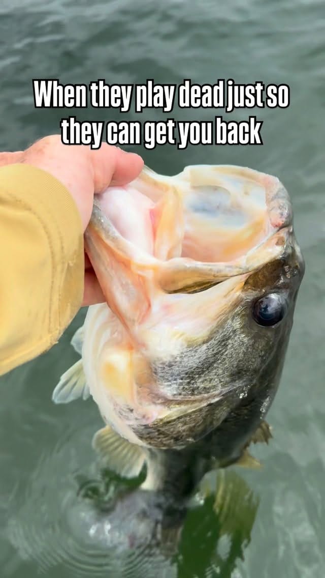 Post 4 by Capt. Wyatt Rae on Instagram (video)
