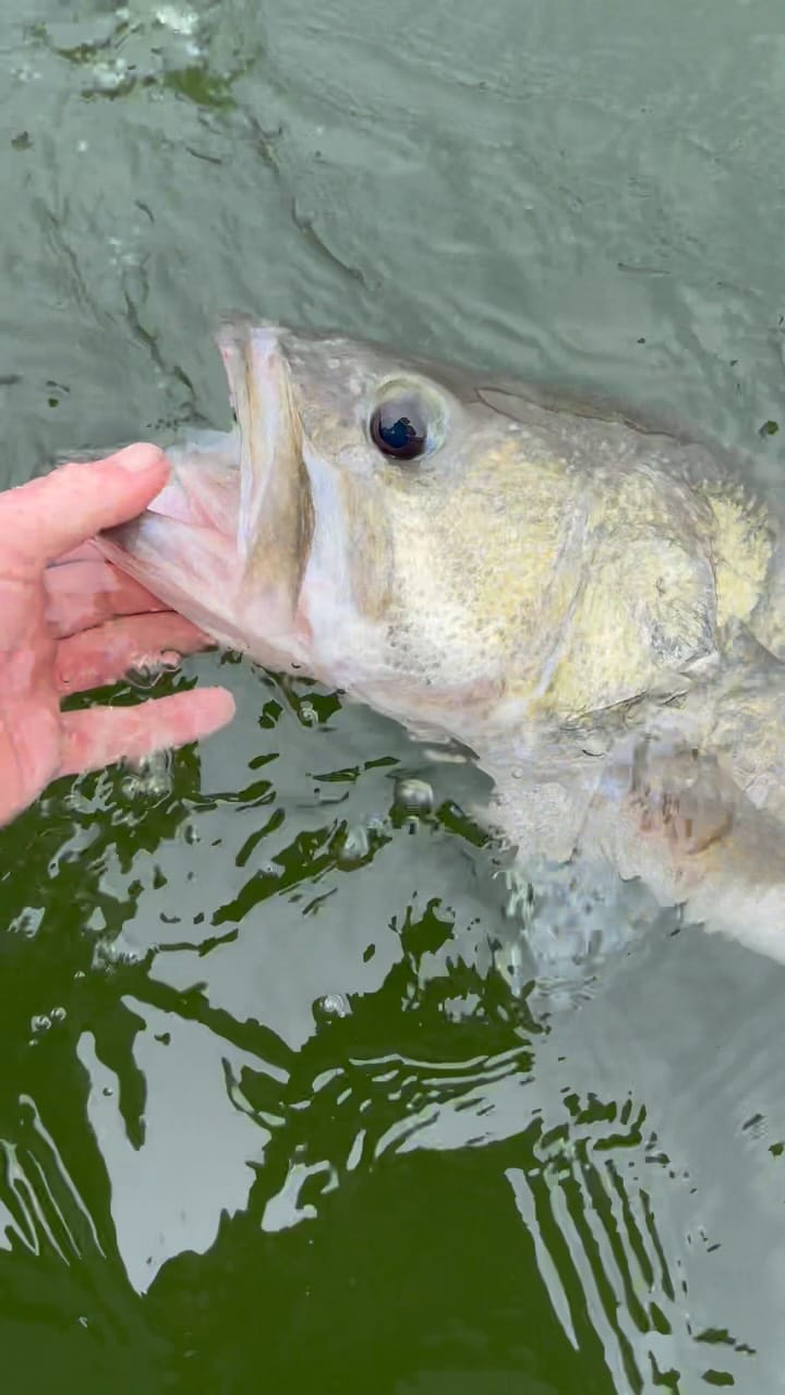 Post 7 by Capt. Wyatt Rae on Instagram (video)