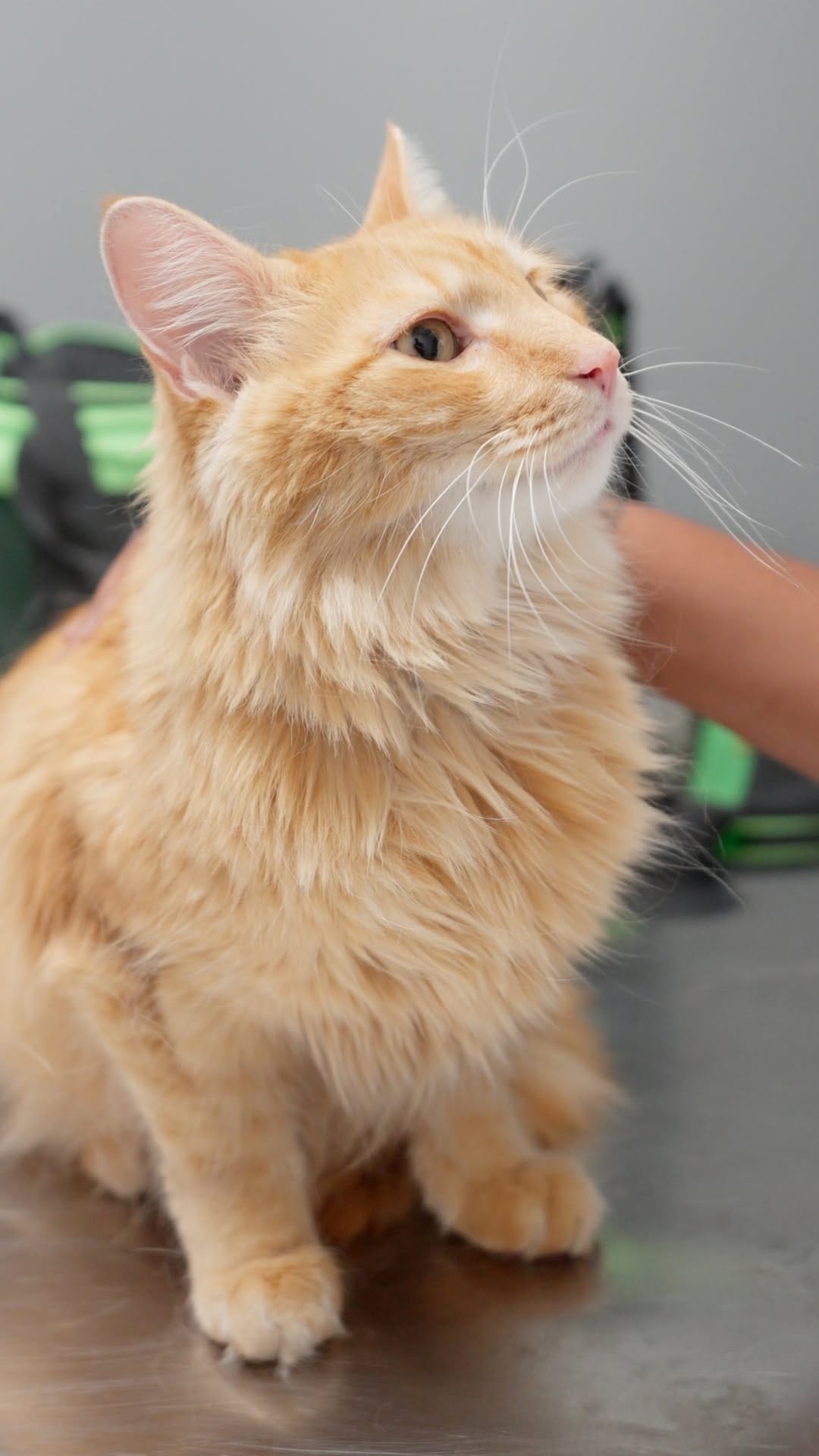 Post 5 by Jackson’s Veterinary Services/Soft Paws Animal Clinic +UC on Instagram (video)