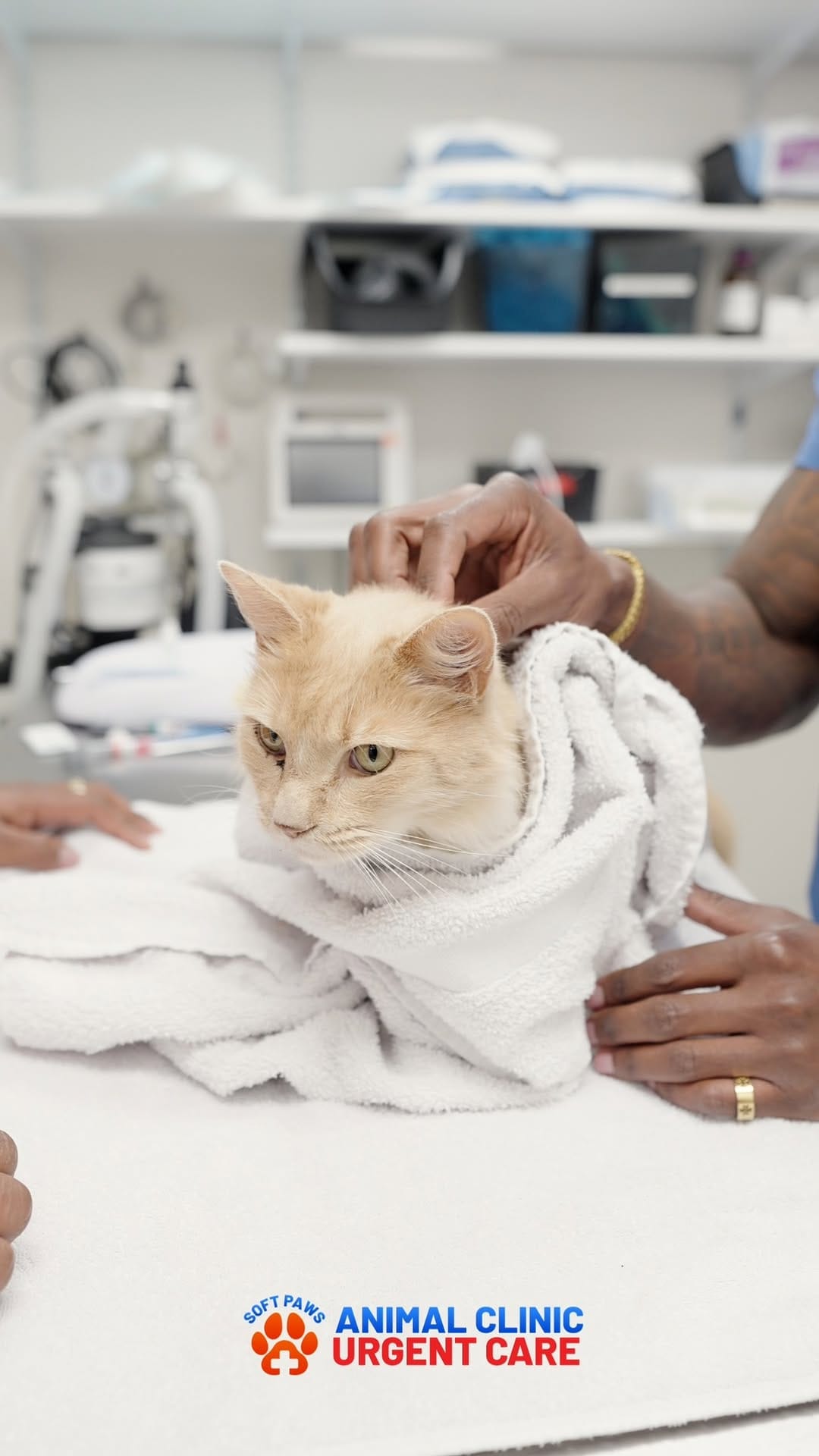 Post 6 by Jackson’s Veterinary Services/Soft Paws Animal Clinic +UC on Instagram (video)