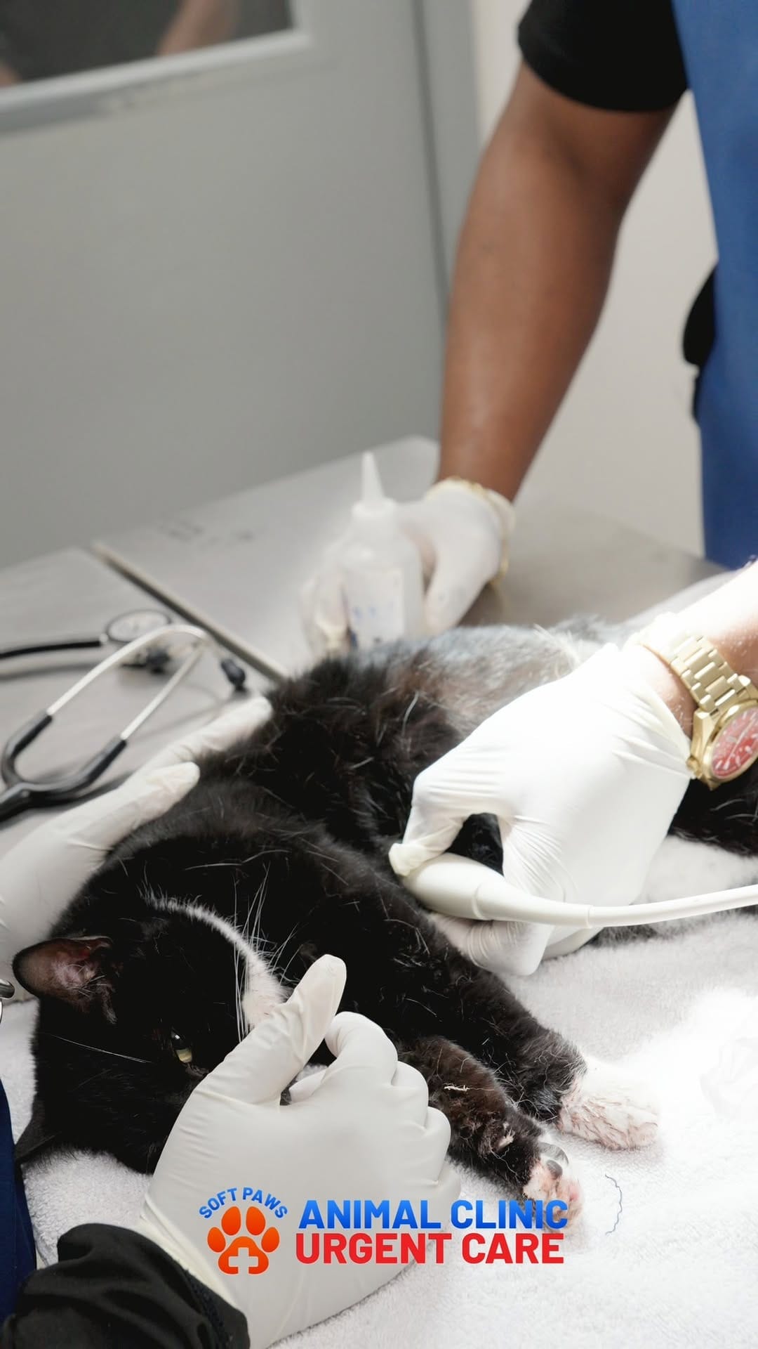 Post 2 by Jackson’s Veterinary Services/Soft Paws Animal Clinic +UC on Instagram (video)