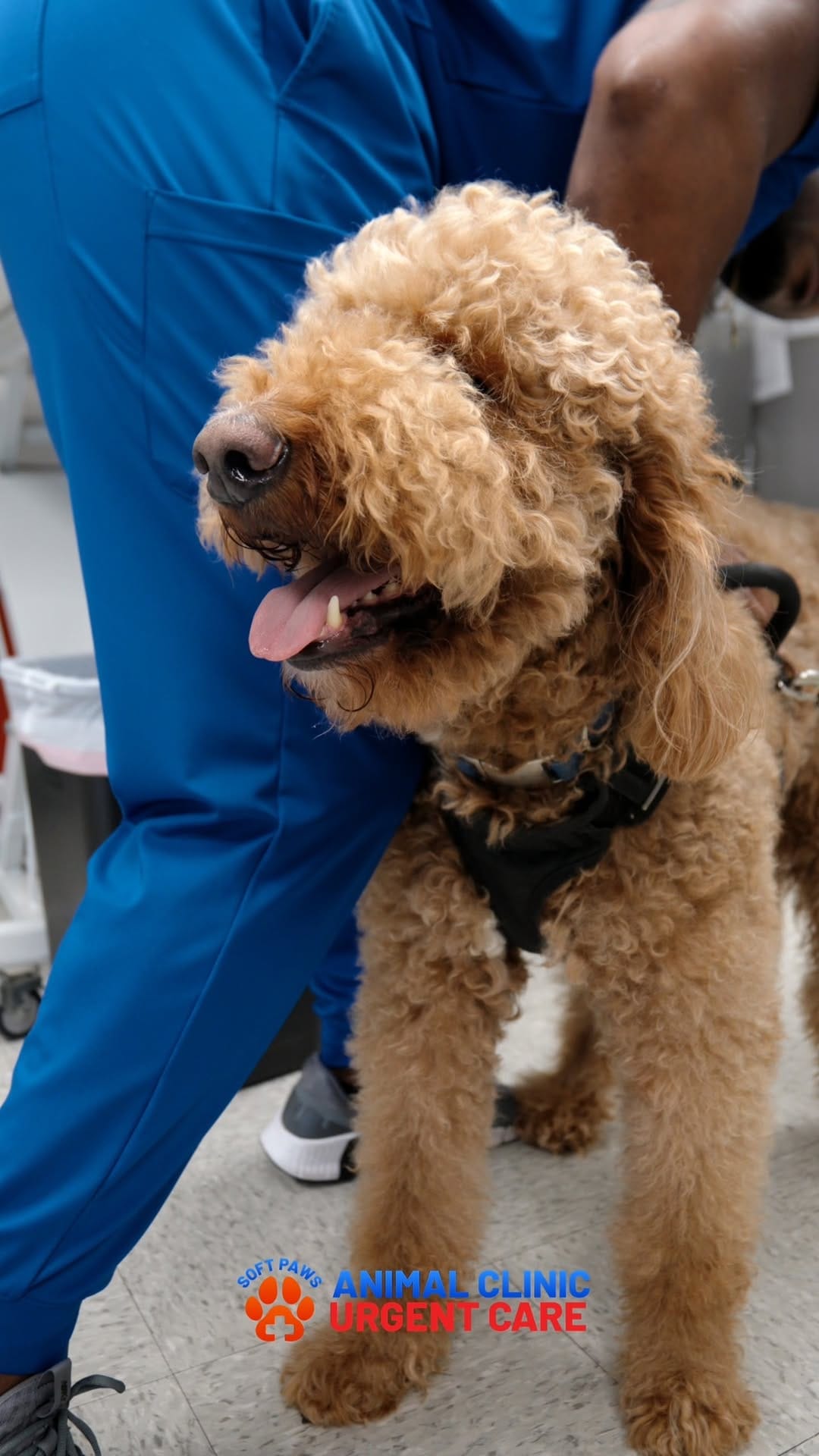Post 1 by Jackson’s Veterinary Services/Soft Paws Animal Clinic +UC on Instagram (video)