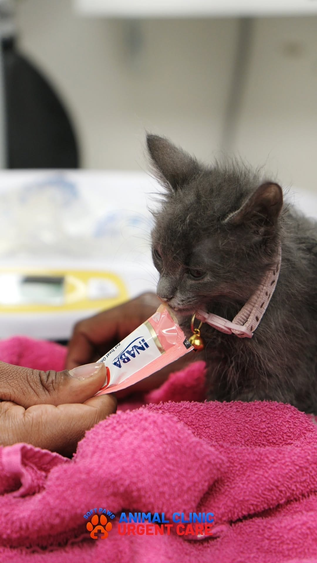 Post 8 by Jackson’s Veterinary Services/Soft Paws Animal Clinic +UC on Instagram (video)
