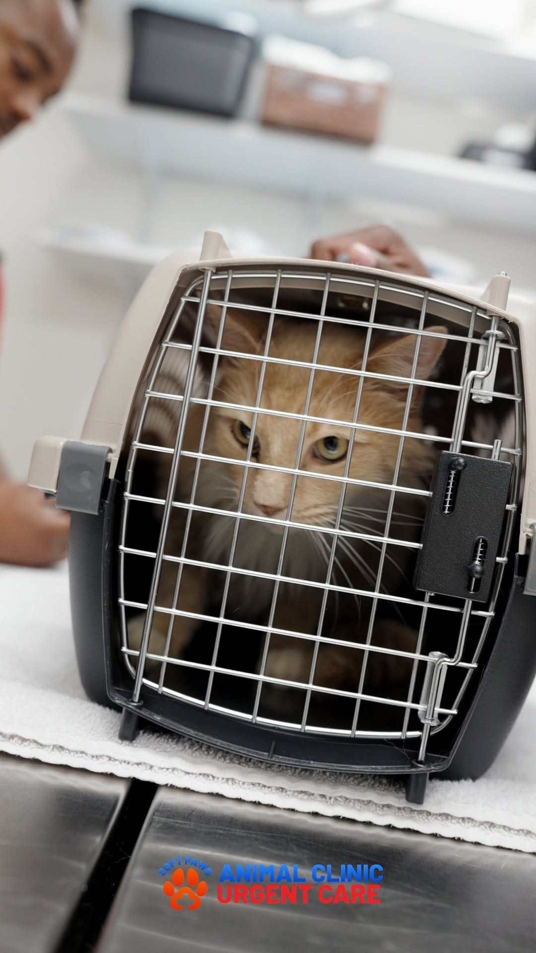 Post 7 by Jackson’s Veterinary Services/Soft Paws Animal Clinic +UC on Instagram (video)