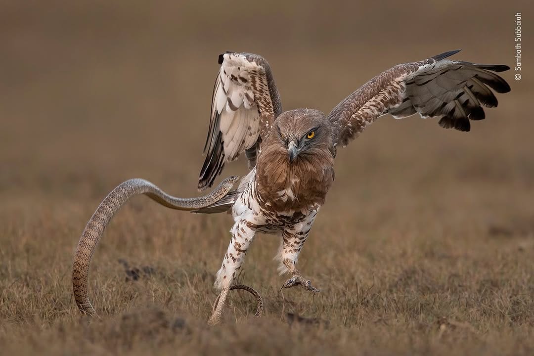 Post 6 by Sambath Subbaiah on Instagram (image)