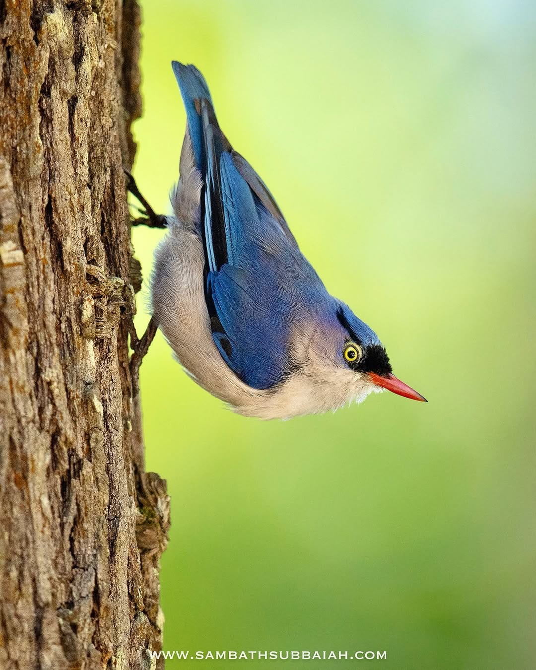 Post 5 by Sambath Subbaiah on Instagram (image)