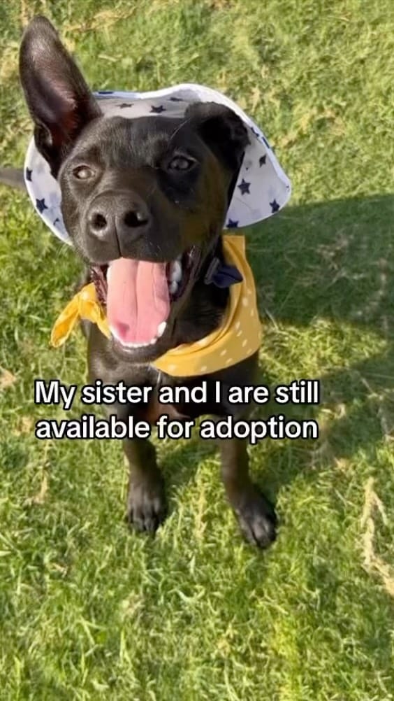 Post 2 by Pet Method Animal Hospital on Instagram (video)