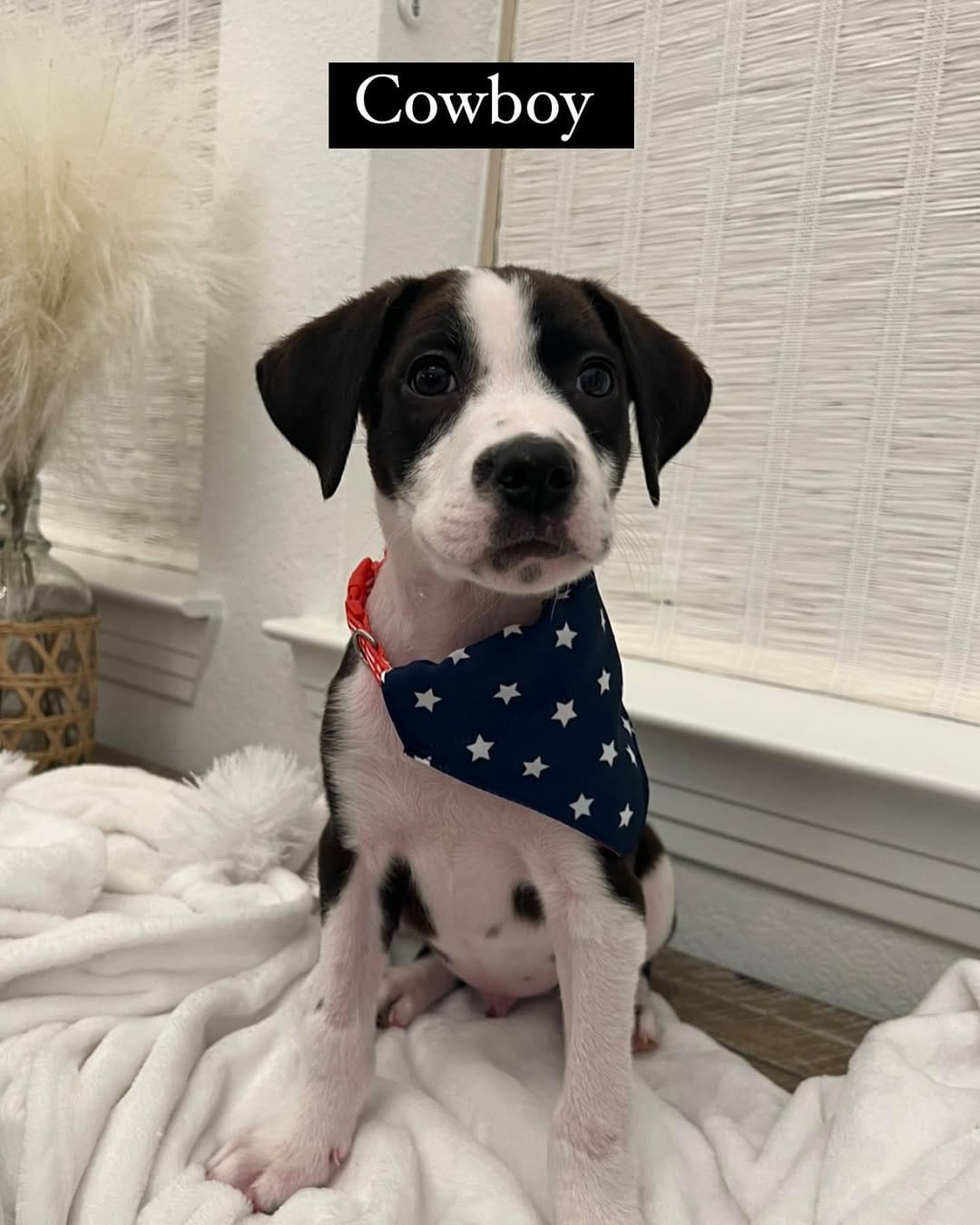 Post 3 by Pet Method Animal Hospital on Instagram (carousel)