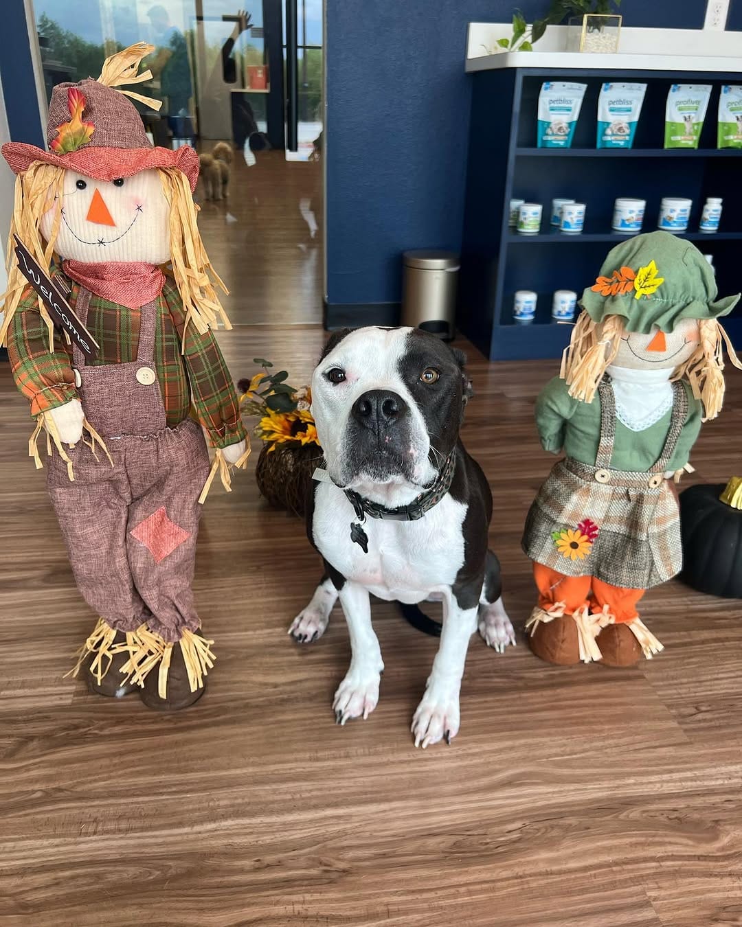 Post 8 by Pet Method Animal Hospital on Instagram (carousel)