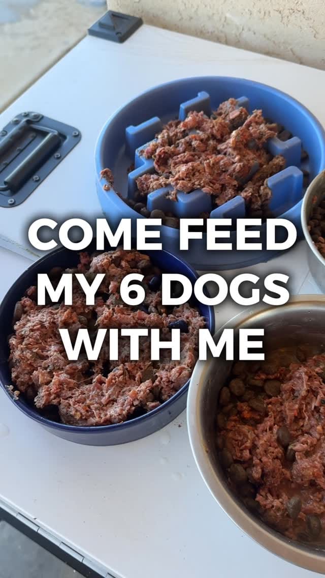 Post 1 by Claire | Loyalty K9 Training on Instagram (video)