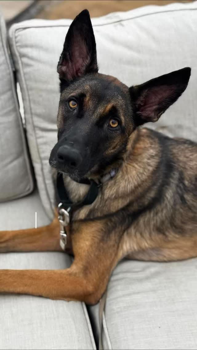 Post 3 by Claire | Loyalty K9 Training on Instagram (video)