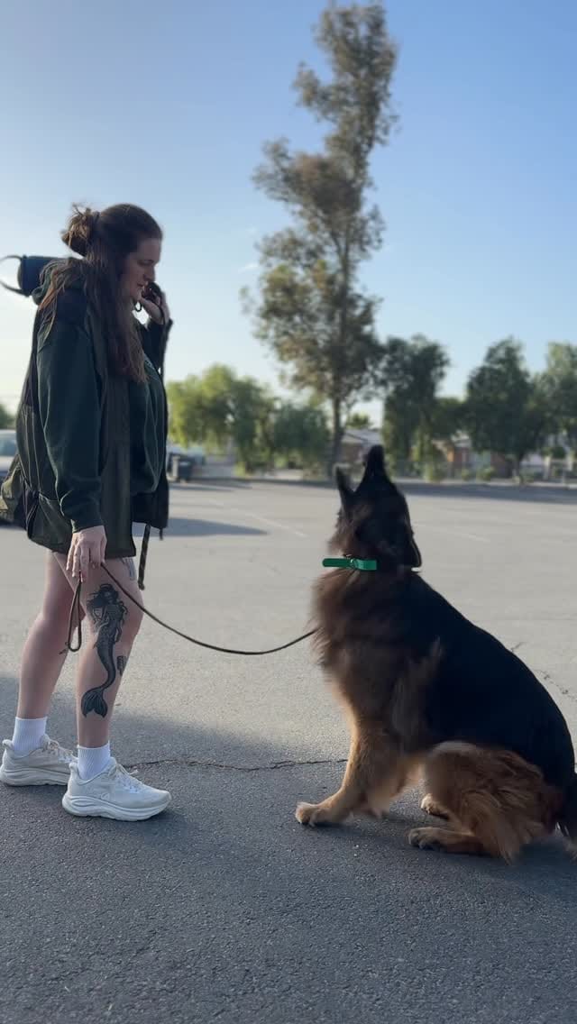 Post 2 by Claire | Loyalty K9 Training on Instagram (video)