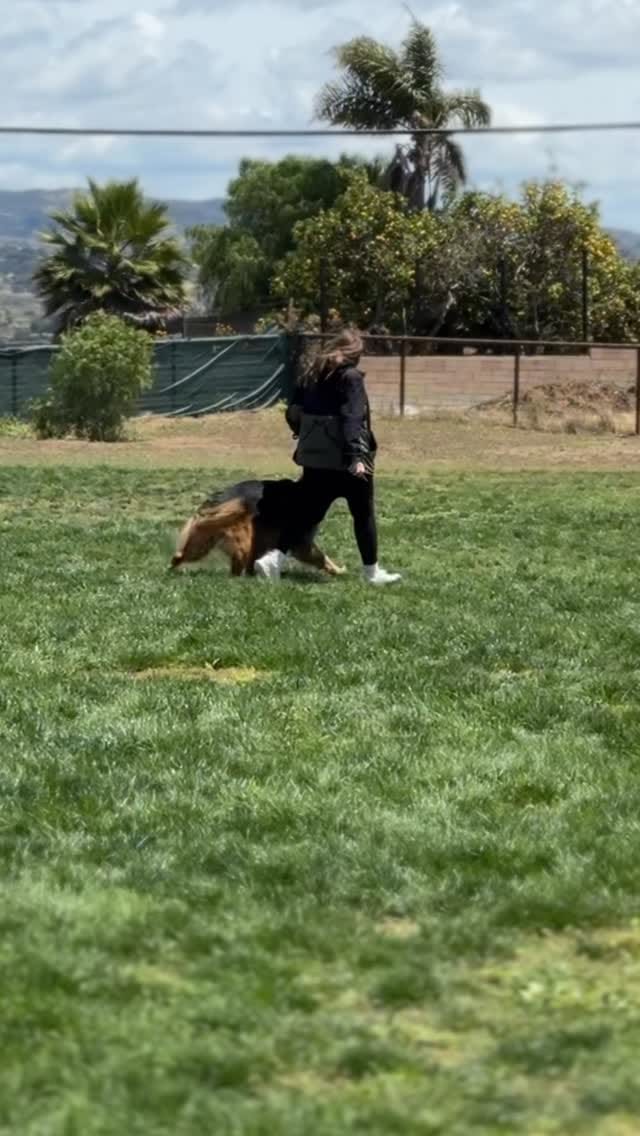 Post 5 by Claire | Loyalty K9 Training on Instagram (video)