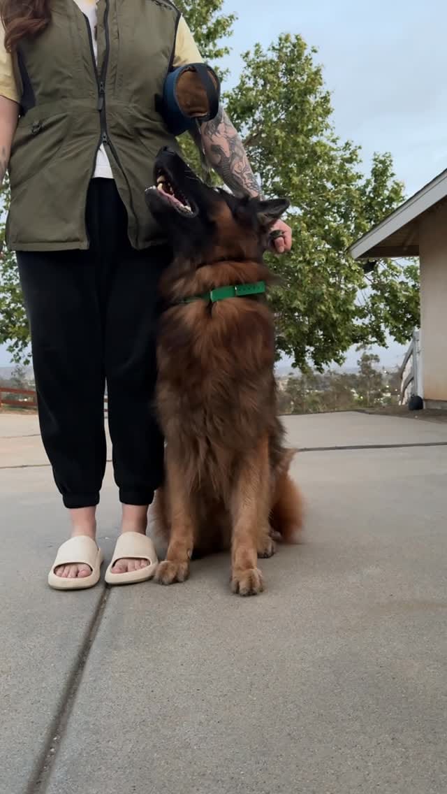Post 6 by Claire | Loyalty K9 Training on Instagram (video)