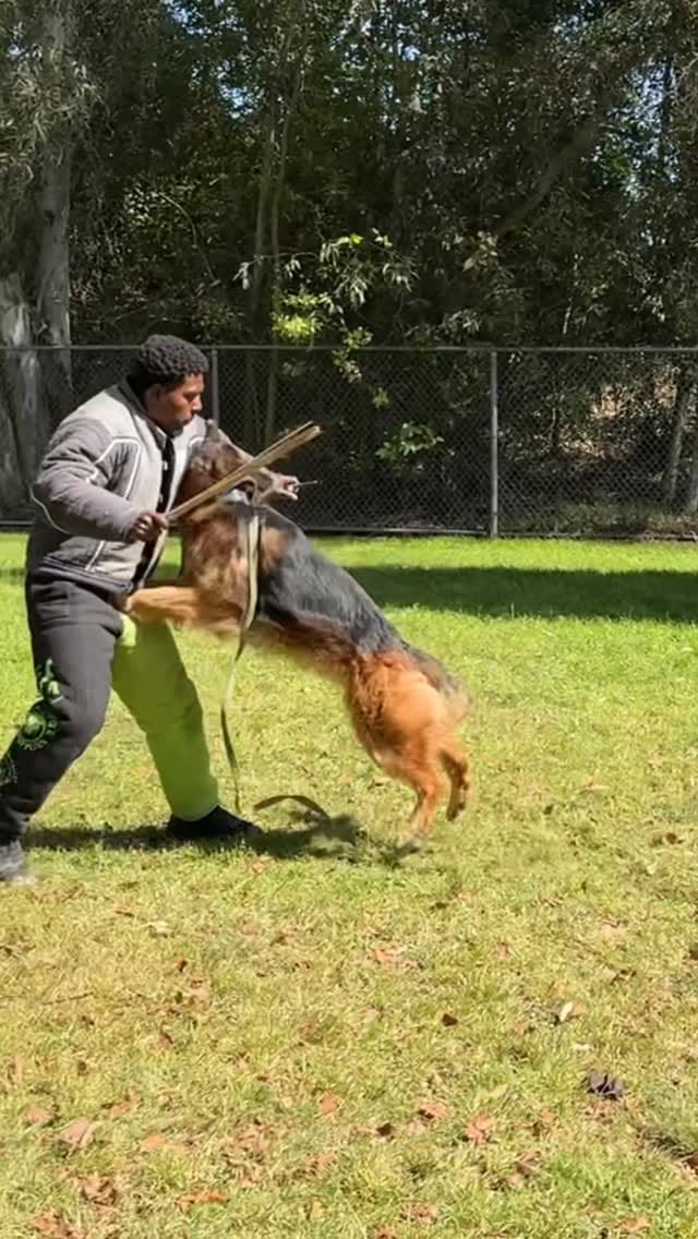 Post 7 by Claire | Loyalty K9 Training on Instagram (video)