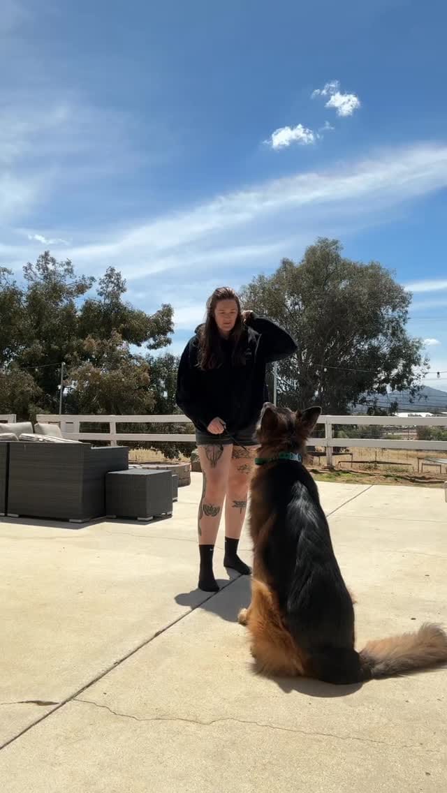 Post 10 by Claire | Loyalty K9 Training on Instagram (video)
