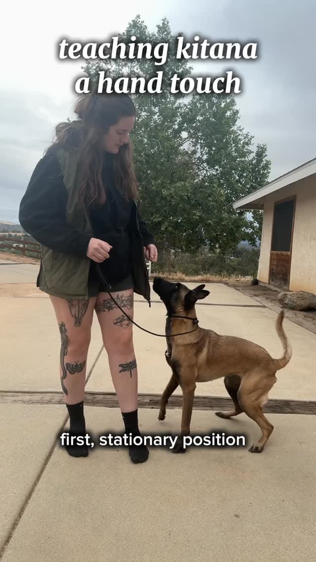 Post 9 by Claire | Loyalty K9 Training on Instagram (video)