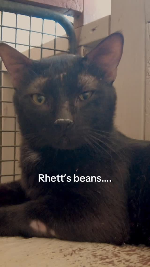 Post 6 by Whiskers N Wishes Sanctuary on Instagram (video)