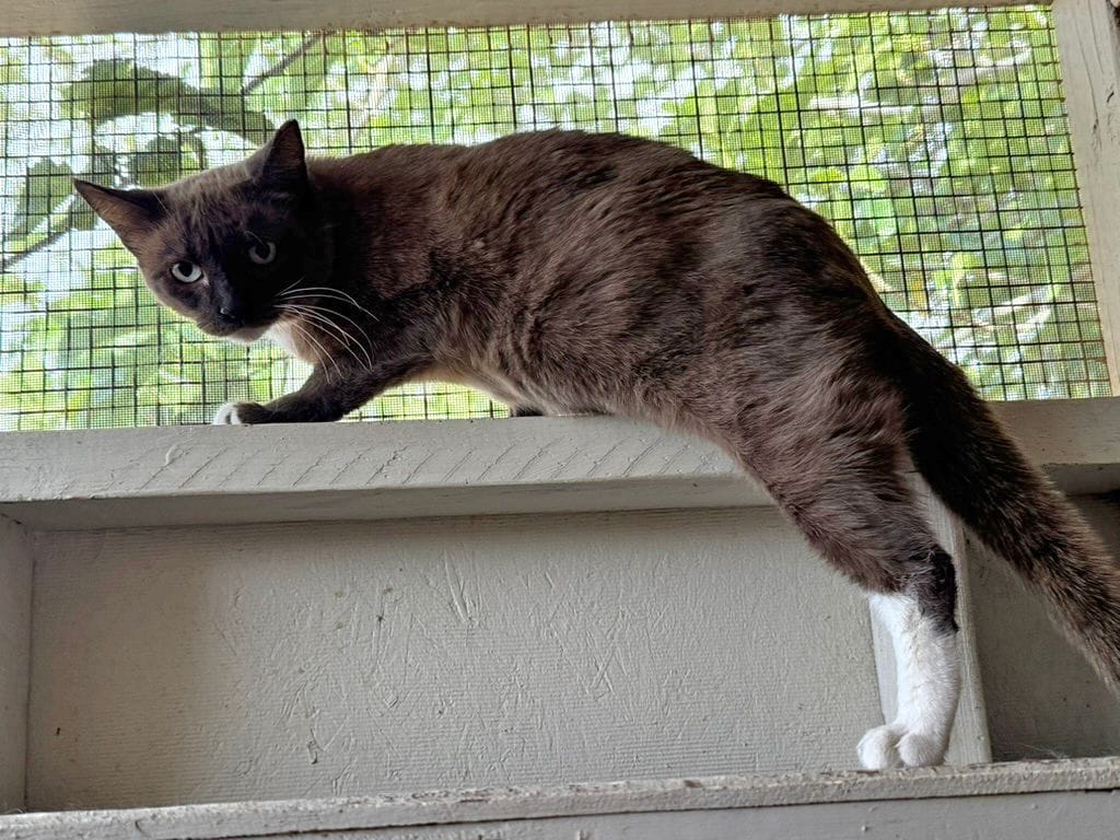 Post 1 by Whiskers N Wishes Sanctuary on Instagram (image)