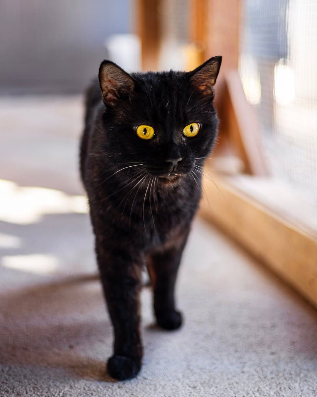 Post 7 by Whiskers N Wishes Sanctuary on Instagram (image)