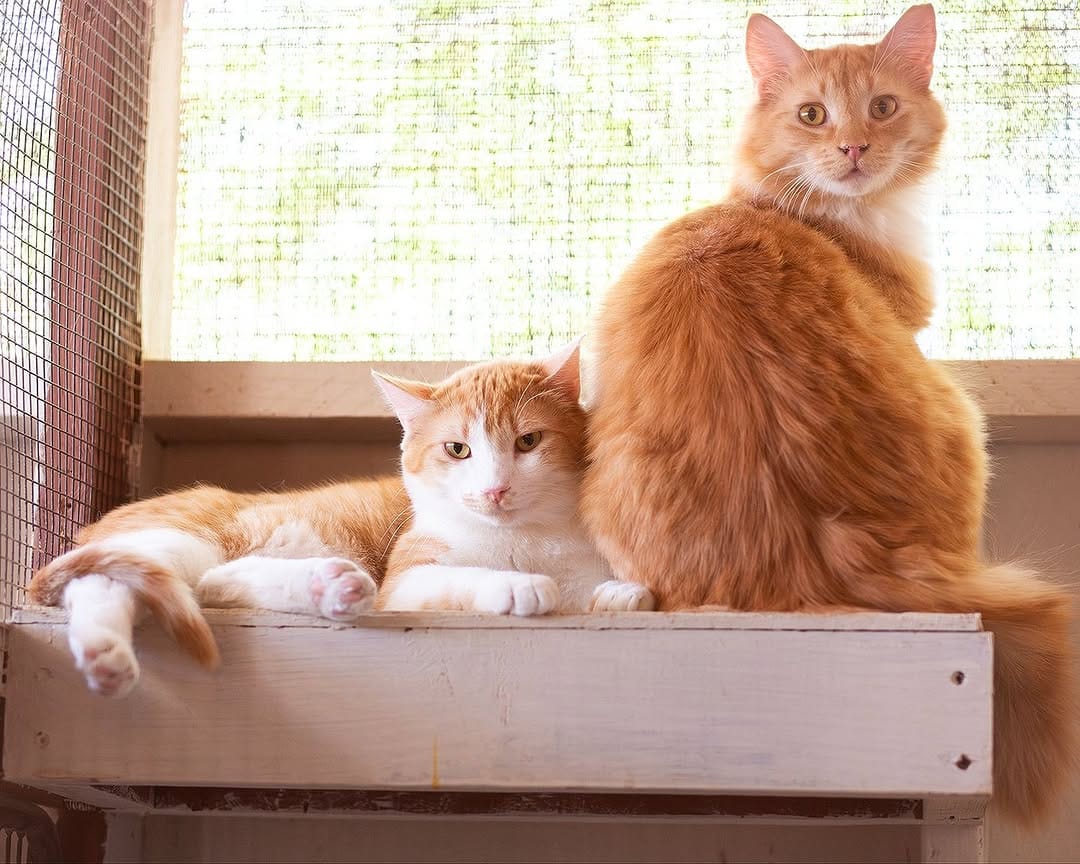Post 4 by Whiskers N Wishes Sanctuary on Instagram (image)