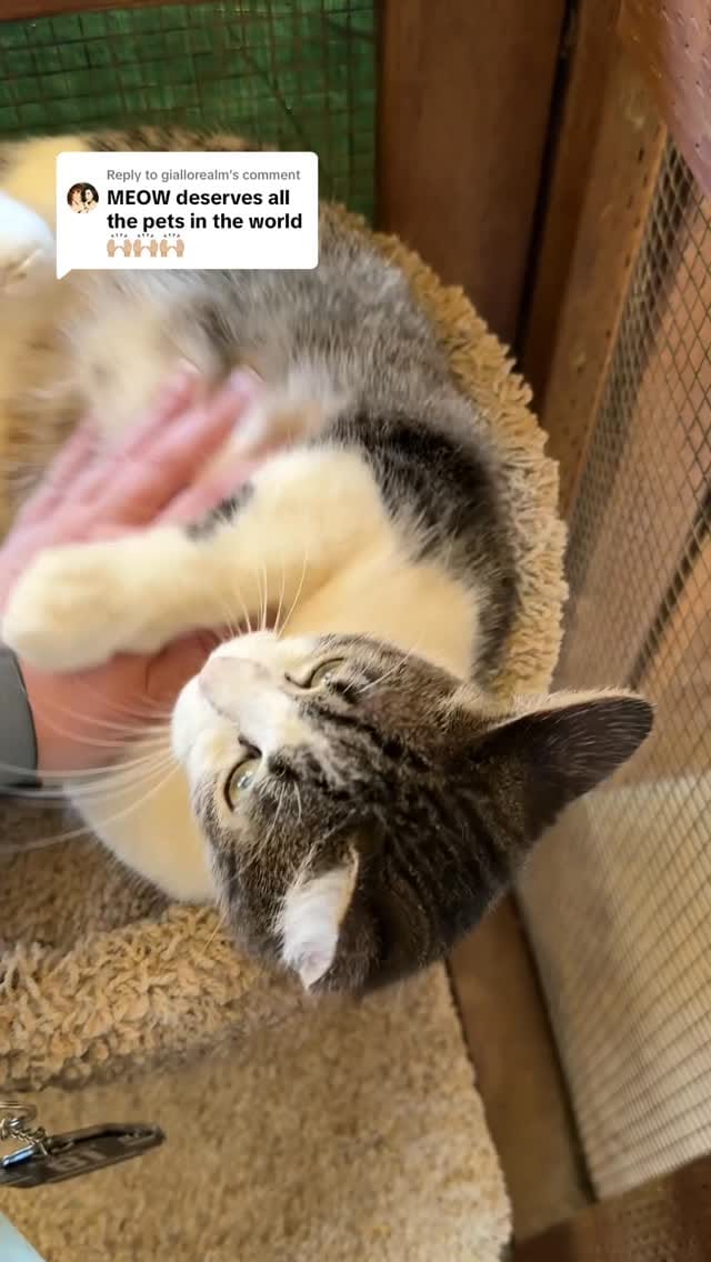 Post 10 by Whiskers N Wishes Sanctuary on Instagram (video)