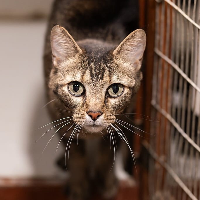 Post 3 by Whiskers N Wishes Sanctuary on Instagram (image)