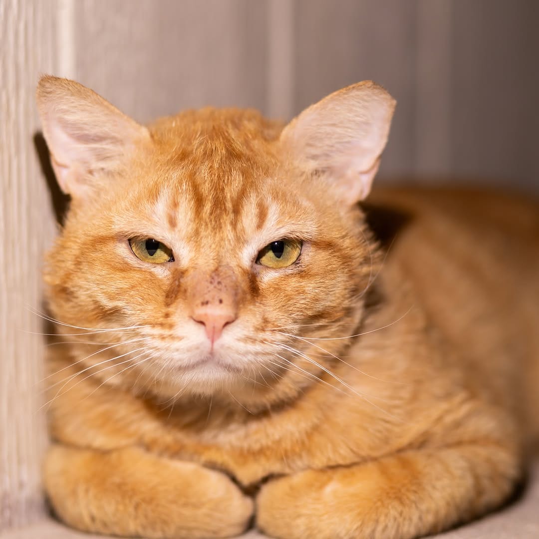 Post 2 by Whiskers N Wishes Sanctuary on Instagram (image)